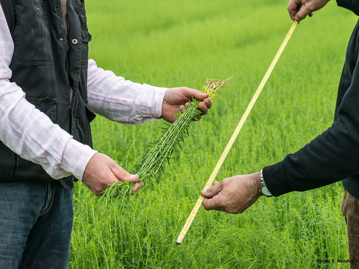 Controllo di un campo di lino