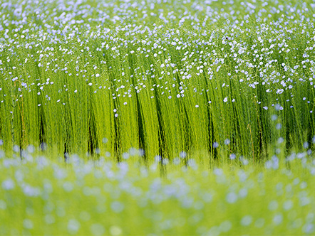 Campo di lino in fiore